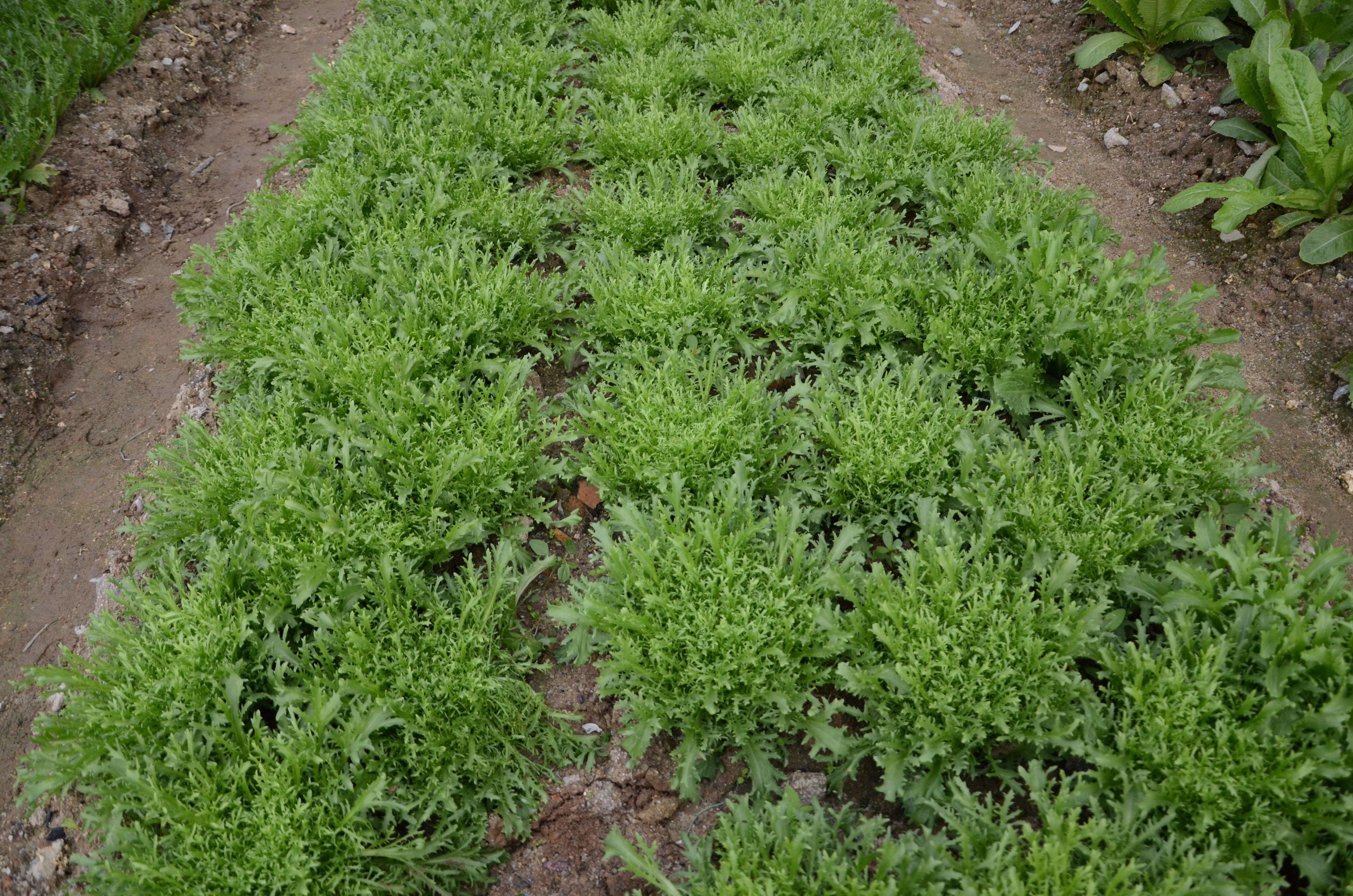 碎叶苦菊2.JPG
