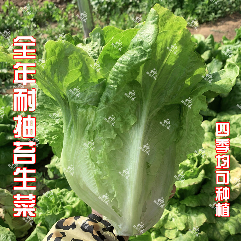 主图1.jpg