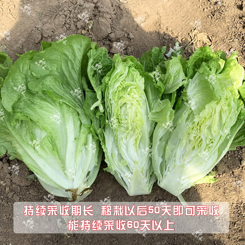 主图3.jpg