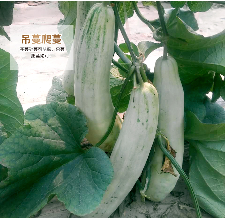 详情5.jpg