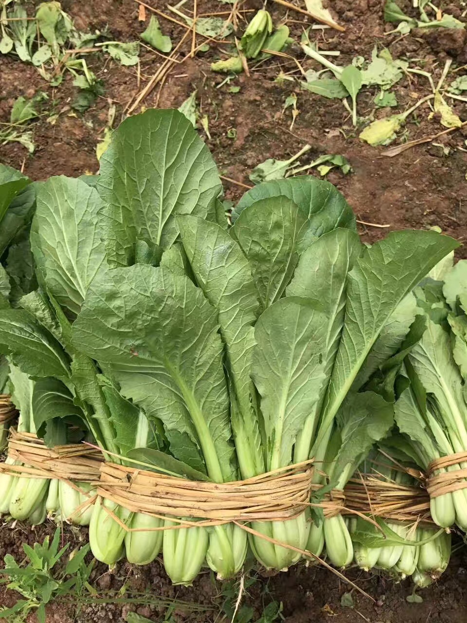 四季小白菜.jpg