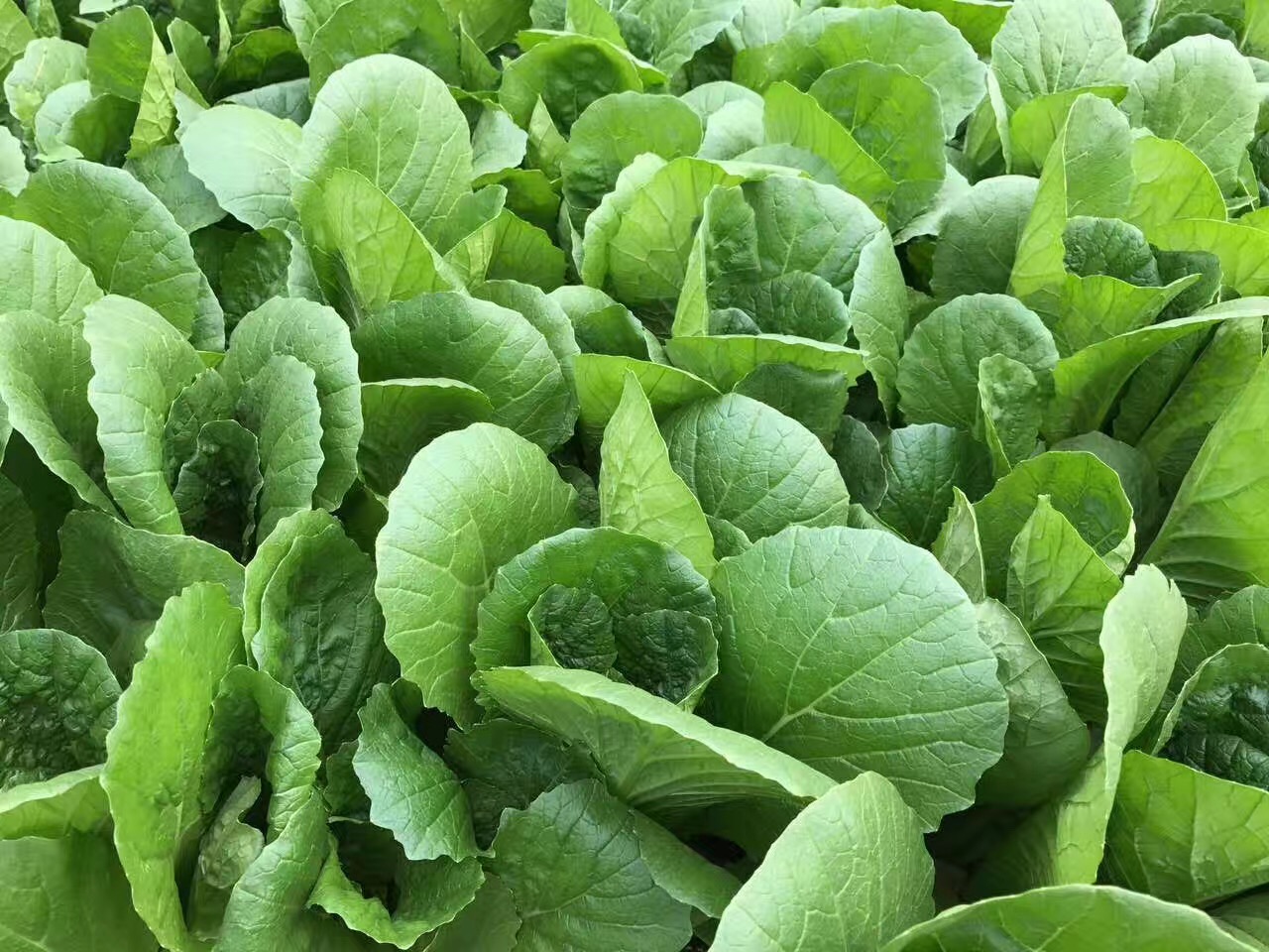 四季小白菜2.jpg