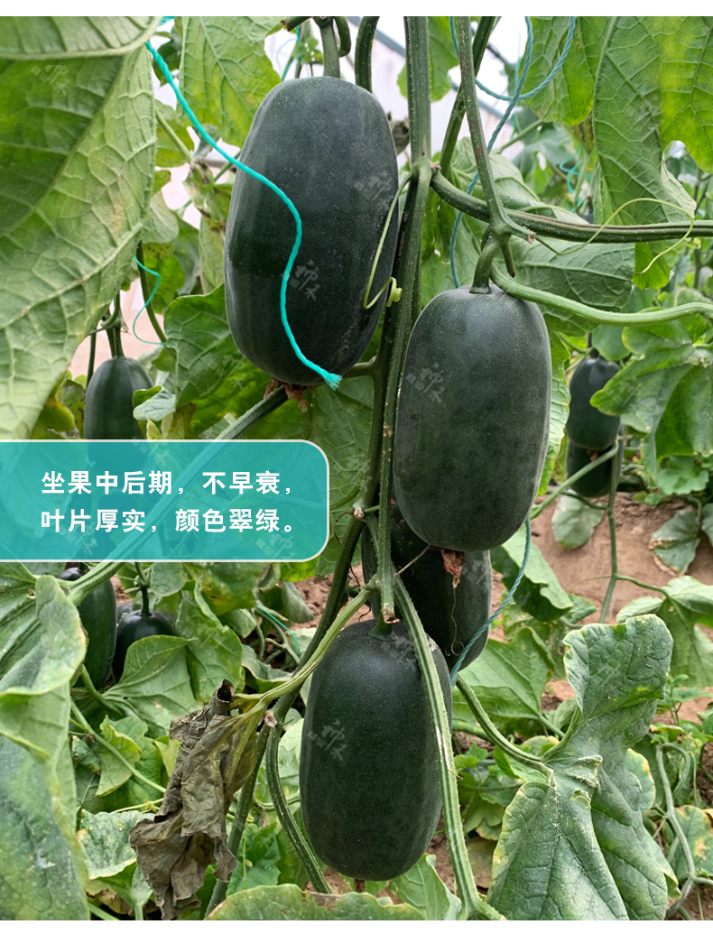 详情7.jpg