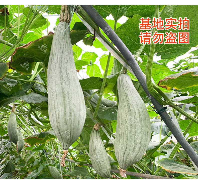 详情4.jpg
