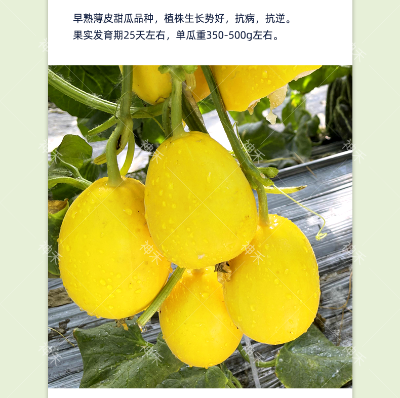 详情3.png