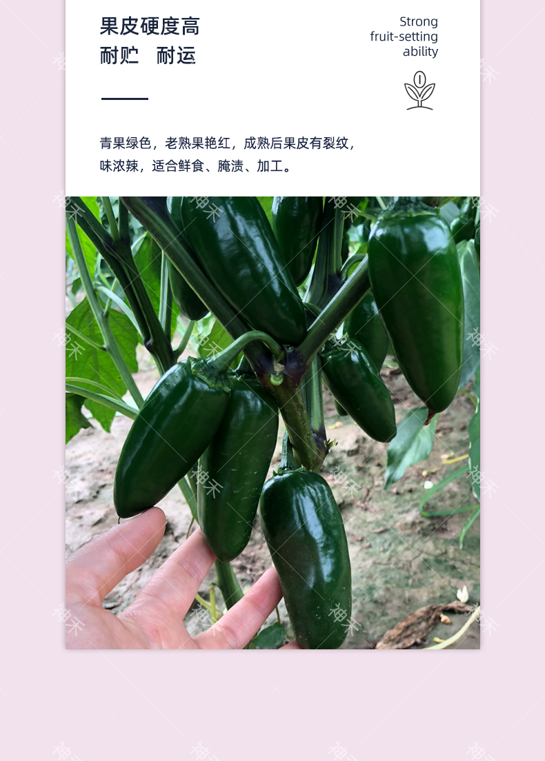 详情5.png