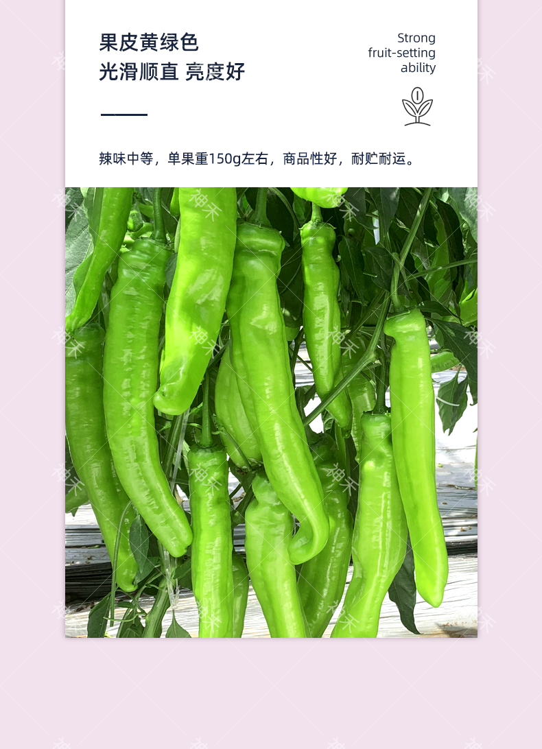 详情5.png