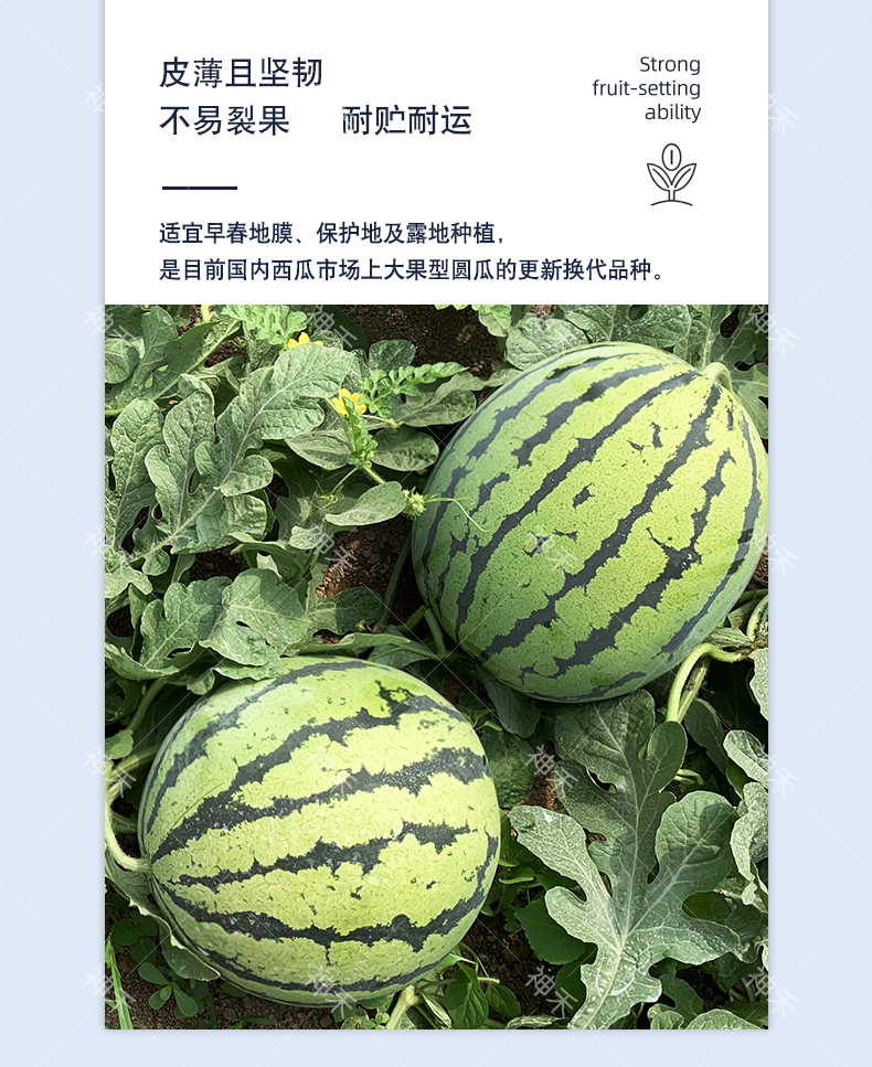 详情5.png