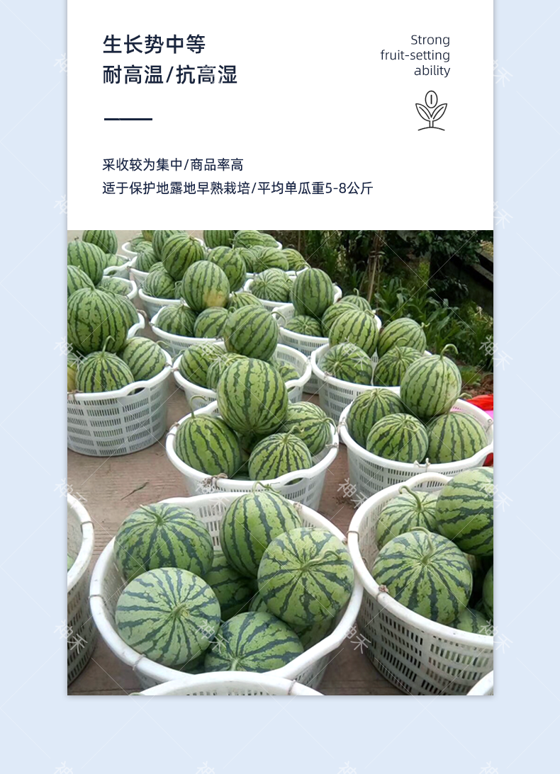 蜜多图片.png