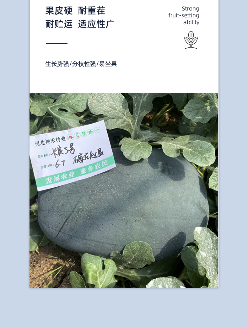 详情5.png